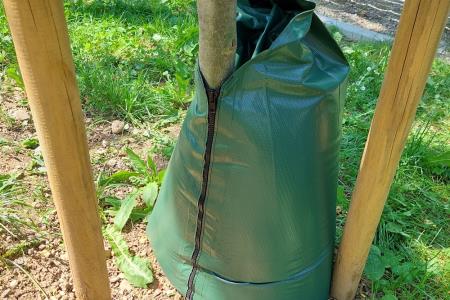 Nameščene vreče za kapljično zalivanje dreves