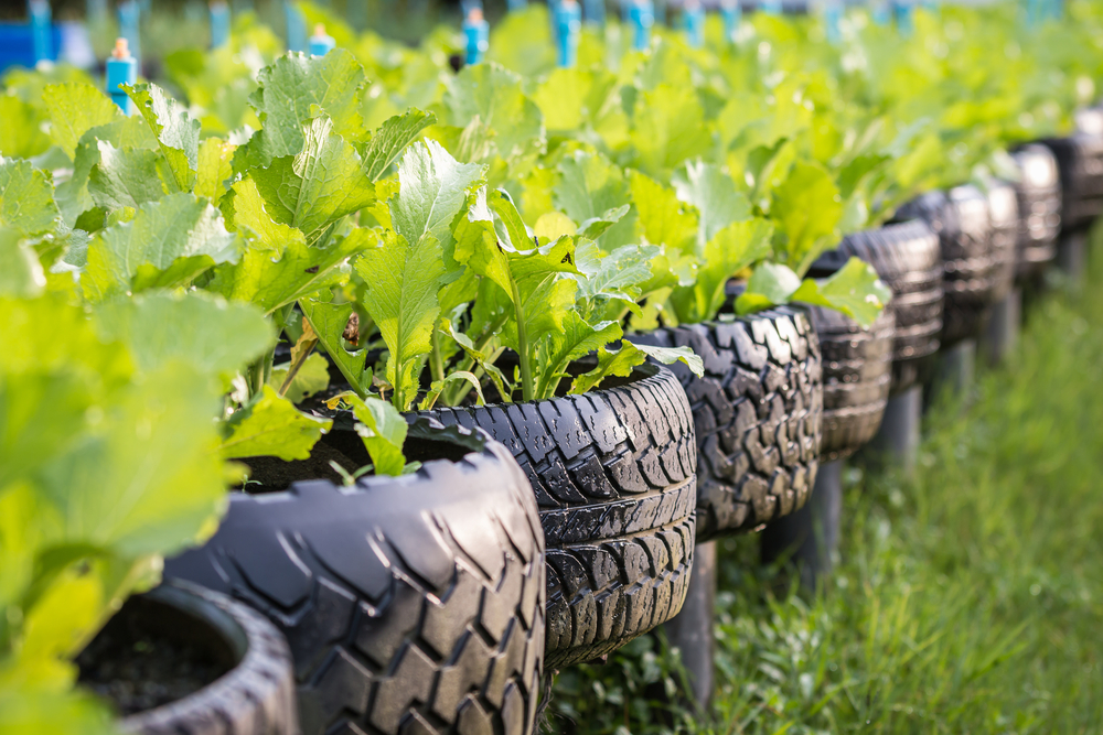 Vegetables-growing-in-tires