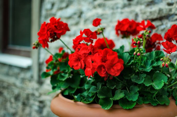 PelargonijaRdeca